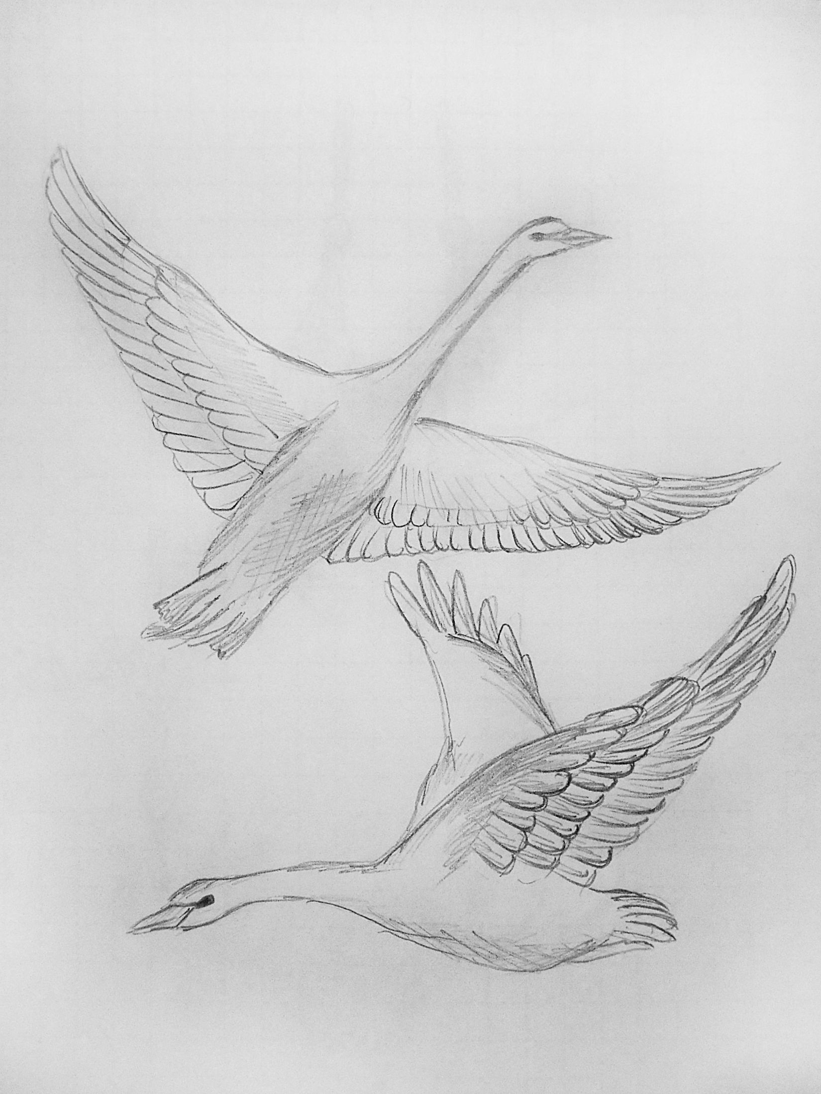 Крыло лебедя рисунок карандашом